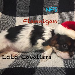 Flannigan - Tri-color male Cavalier King Charles Spaniel puppy in Leonard, Michigan from CoLo Cavaliers