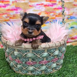 Foxi TEACUP - Blue and gold female Yorkshire Terrier puppy in Monticello, Iowa from Ashley’s Puppies