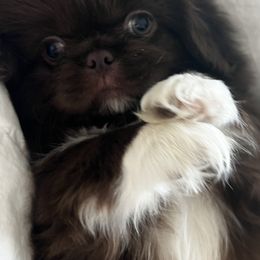 Pekingese from TXNVGALPEKES