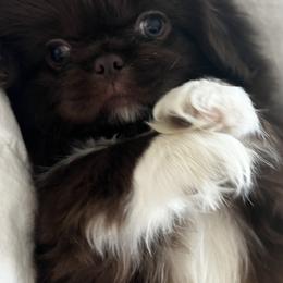 Pekingese from TXNVGALPEKES