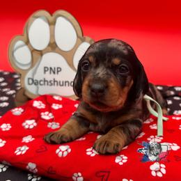 Angelica - Dapple female Dachshund puppy in Ben Wheeler, Texas from P&P Dachshunds