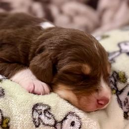 Girl - 4 - Red tri-color female Australian Shepherd puppy in Ramona, California from Blue Moon Aussies
