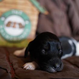 Little Foot - Piebald female Dachshund puppy in Quemado, New Mexico from TNT Dachshunds