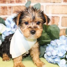 Boone - Black and tan male Yorkshire Terrier puppy in Hugo, Oklahoma from Ann R.