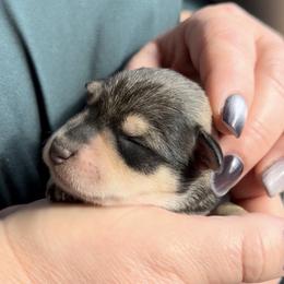 Finn - Salt and pepper male Miniature Schnauzer puppy in Hull, Georgia from Ardent Miniature Schnauzers of Athens