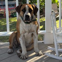 Stella - Irish marked female Boerboel puppy in Naples, Florida from CLAD Guard Boerboels