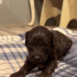 Puppy Orange - Chocolate female Australian Labradoodle puppy in Oxford, Mississippi from Stony Brook Australian Labradoodles