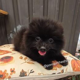 Boromir - Black male Pomeranian puppy in Boca Raton, Florida from Poms of The Shire