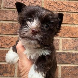 Boy 2 - Liver male Yorkshire Terrier puppy in Georgia from Berggipfel Yorkies