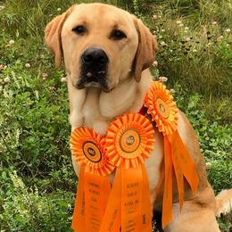 Labrador Retrievers from Last Frontier Labradors
