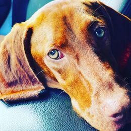German Shorthaired Pointers, Vizslas, and Weimaraners from Hilltop Farms