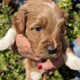 Chartreuse collar boy - Apricot male Goldendoodle puppy in Fairfield, California from Twin Sisters Doodles