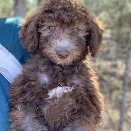 Cavalier King Charles Spaniel, Cavapoo, and Poodle Puppies from Loblolly Ranch