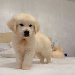 Golden Retriever Puppies from Goldens of Hope