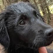 Blue Boy - Sporty Mix puppy in Wasilla, Alaska from All Starr Farms