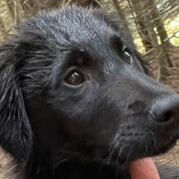 Blue Boy - Sporty Mix puppy in Wasilla, Alaska from All Starr Farms