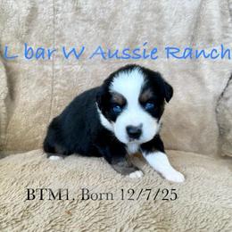Uncle Chad - Black tri male Miniature Australian Shepherd puppy in Midway, Texas from L Bar W Aussie Ranch