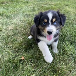 Girl 4 - Black tri-color female Australian Shepherd puppy in Tekonsha, Michigan from Cottage Farm Aussies