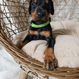 Nova (green) - Black and rust female Doberman Pinscher puppy in Hamilton, Ohio from Little Dragon Dobermans