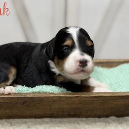 Kodiak - Tri-color male Bernedoodle puppy in Henry, Illinois from Rowe Farms Doodles