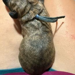 Kenai - Brindle male Mastiff puppy in Layton, Utah from 2A Mastifs