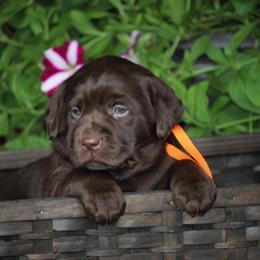 Labrador Retriever Puppies from Pure Joy Labradors