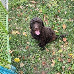 Goldendoodle, Labradoodle, Poodle, and Saint Berdoodle Puppies from Dent’s Doodles