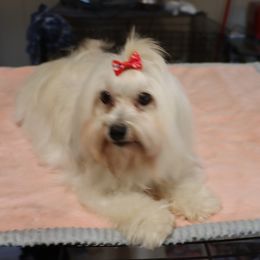 Dolly Parton - Havanese