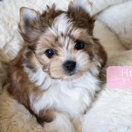 Tess - Sable female Yorkshire Terrier puppy in Austin, Texas from H6 Yorkies