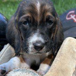 Baby red - Black brown and white male Basset Hound puppy in Meyersdale, Pennsylvania from Susan's Basset Hounds