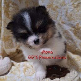 Mona - Black parti female Pomeranian puppy in Oologah, Oklahoma from GG's Pomeranians
