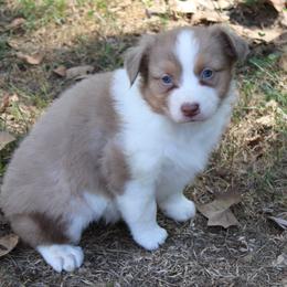 Ada - Red tri-color female Australian Shepherd puppy in Kansas, Oklahoma from Windy G Farm