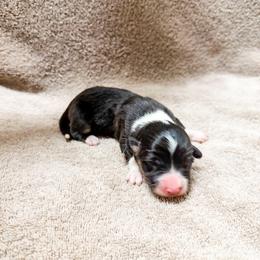 Rolo (Fluffy) - Black and tan male Pembroke Welsh Corgi puppy in Phelan, California from Desert Sunset Pembroke Welsh Corgis