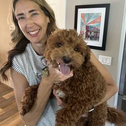 Goldendoodle All Grown Up from Griffitts Doodles