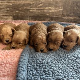 Goldendoodle puppies from Adirondack Goldendoodles