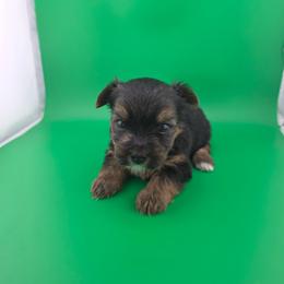 Deb - Black and tan female Yorkshire Terrier puppy in Hickory, Pennsylvania from Happy Tails Farms