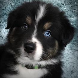Australian Shepherd Puppies from Cahaba Australian Shepherds