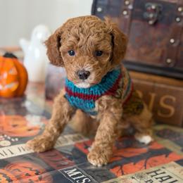 Marshall - Red  male Poodle puppy in Cedar City, Utah from Precious Paws Ranch