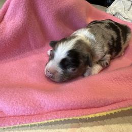 BMF - Blue merle female Toy Australian Shepherd puppy in Lexington, Nebraska from Osborne's Aussies