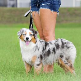 CORAL - Miniature Australian Shepherd