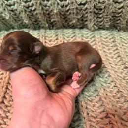 Baker - Red tri-color male Australian Shepherd puppy in Altmar, New York from E&C Australian Shepherds