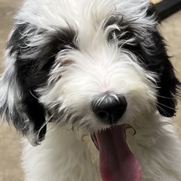Aussiedoodle, Australian Shepherd, and Toy Australian Shepherd Puppies from Tumblin T Aussies and Aussiedoodles
