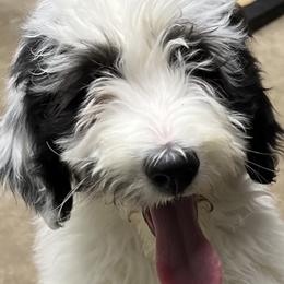 Aussiedoodle, Australian Shepherd, and Toy Australian Shepherd Puppies from Tumblin T Aussies and Aussiedoodles