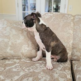 Boston Terrier Puppies from Our Gang Bostons