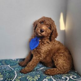 Muscadine - Red  Goldendoodle puppy in Arkansas from Dapper Doods