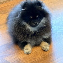 Jet - Black and tan female Pomeranian puppy in Grass Lake, Michigan from Chantilly Lace Poms
