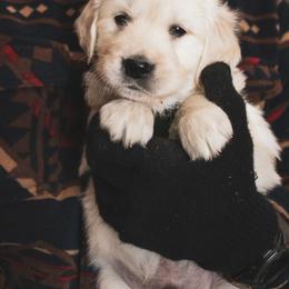 Jellybean - Light golden male Golden Retriever puppy in Mason, Michigan from Sweet Breeze Acres