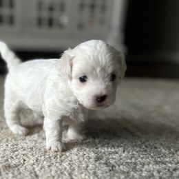 Havanese, Havapoo, and Poodle Puppies from Parlor Pups