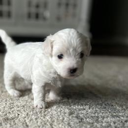 Havanese, Havapoo, and Poodle Puppies from Parlor Pups