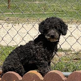 Asher - Poodle